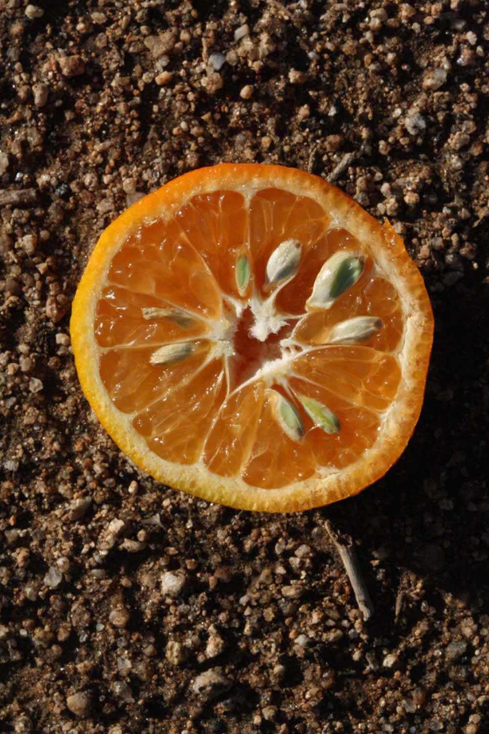              Fruit cross-section (Riverside, CA)       